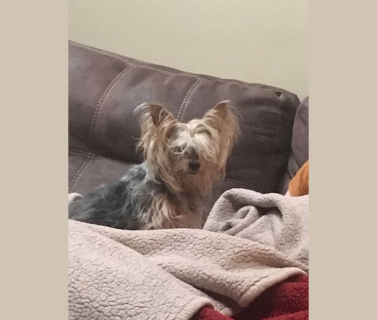 Gus, a Silky Terrier tested with EmbarkVet.com