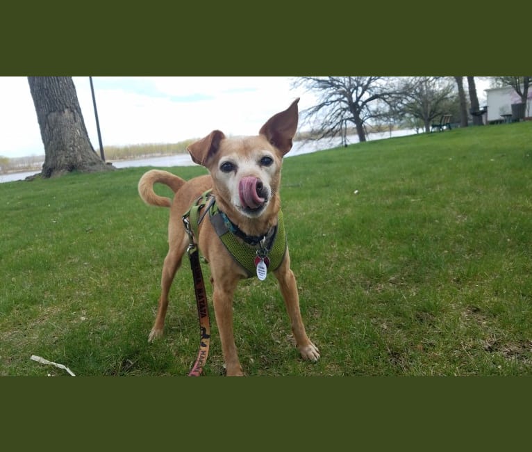 Cricket, a Miniature Pinscher and Beagle mix tested with EmbarkVet.com