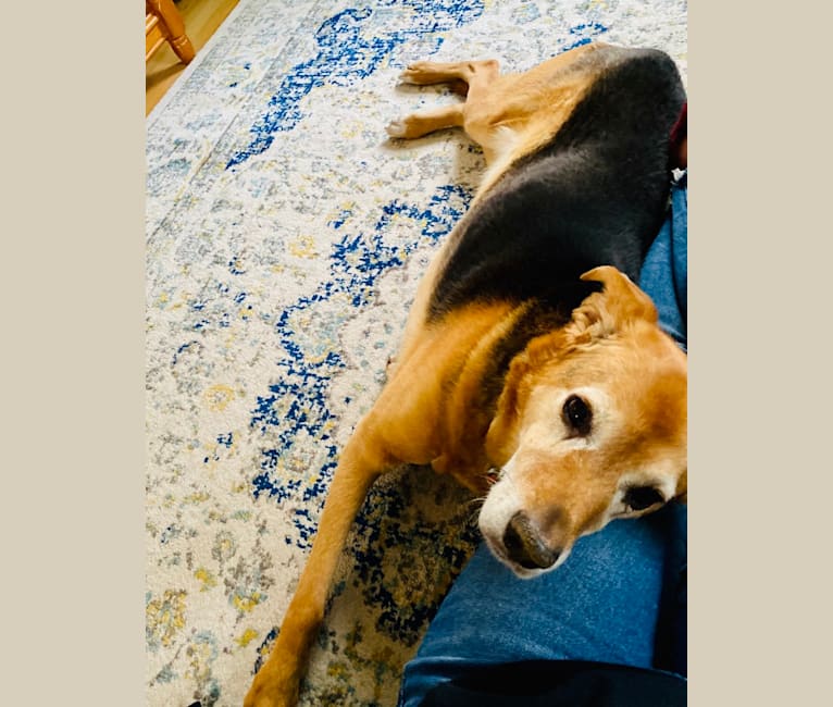 Shelby dog breed top