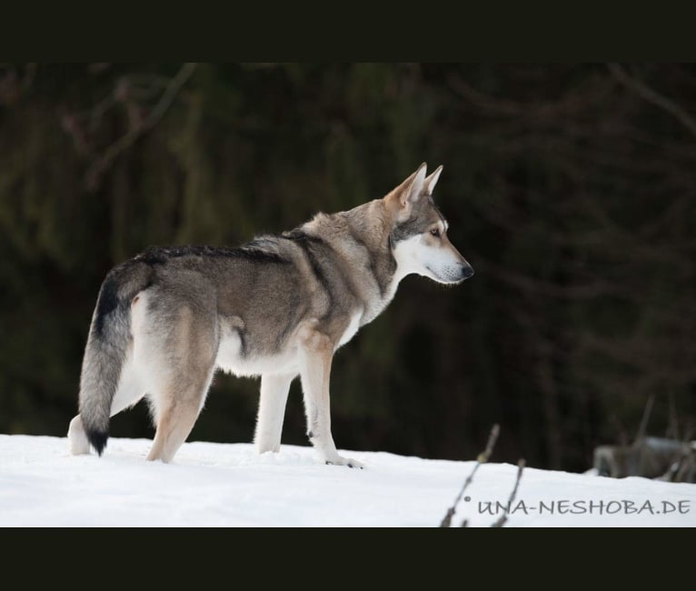 Enya, a Saarloos Wolfdog tested with EmbarkVet.com