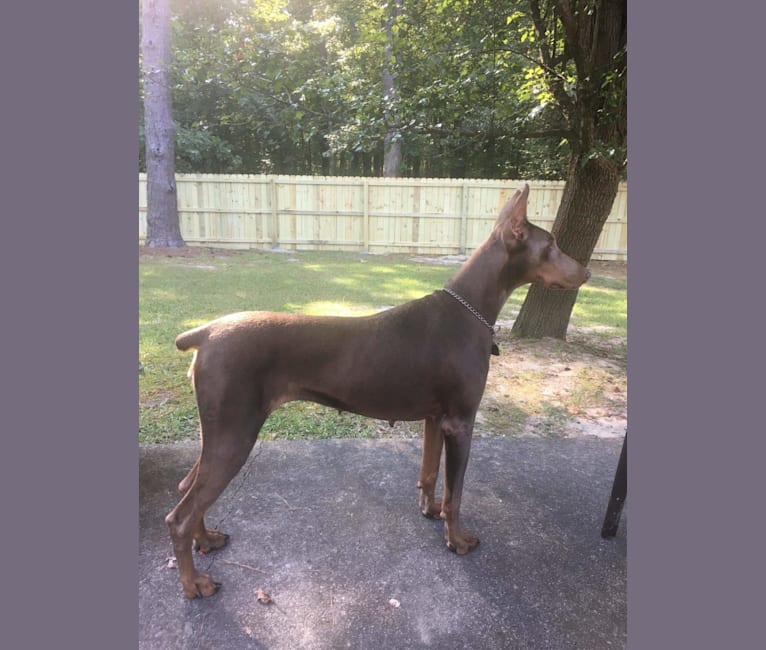 LOVELY LADY ISABELLA, a Doberman Pinscher tested with EmbarkVet.com