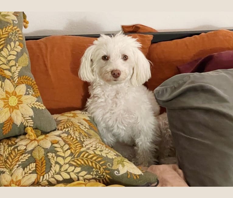 Photo of Sally, a Poodle (Small), Maltese, Chihuahua, and Mixed mix in Clearwater, Florida, USA