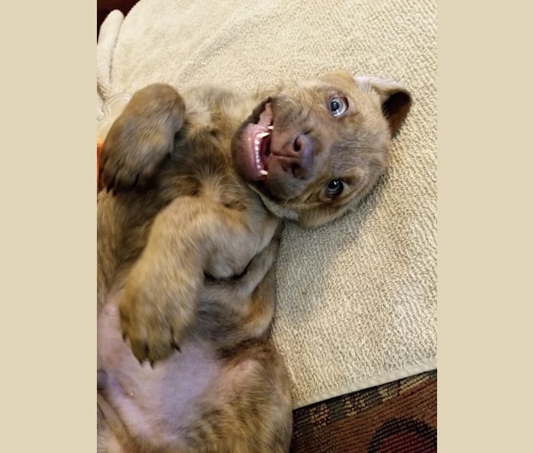 Photo of Osito, an American Pit Bull Terrier, Labrador Retriever, Boxer, and Mixed mix in El Paso, Texas, USA