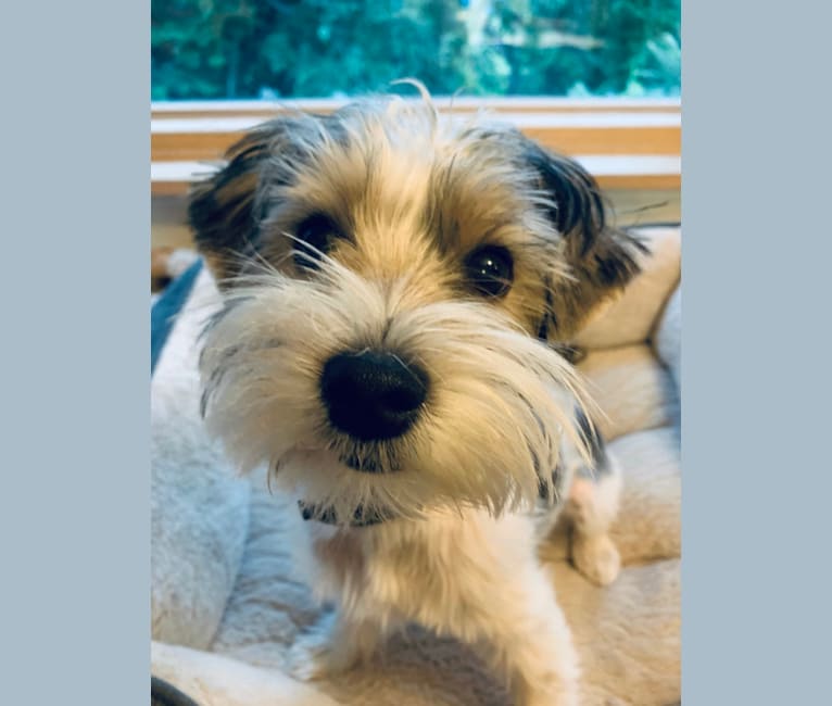 Milo, a Biewer Terrier tested with EmbarkVet.com
