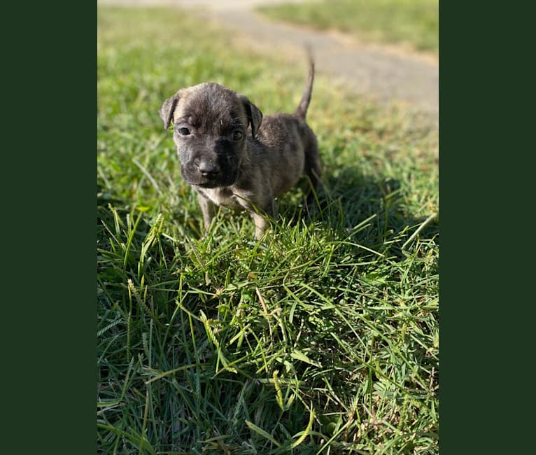 Bindi, an American Pit Bull Terrier tested with EmbarkVet.com