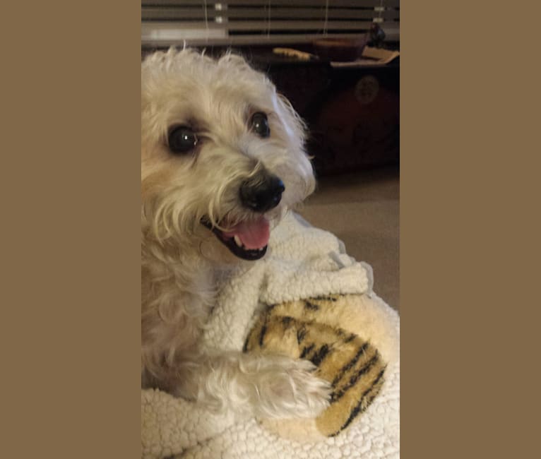 Laddie, a Bichon Frise and Cairn Terrier mix tested with EmbarkVet.com