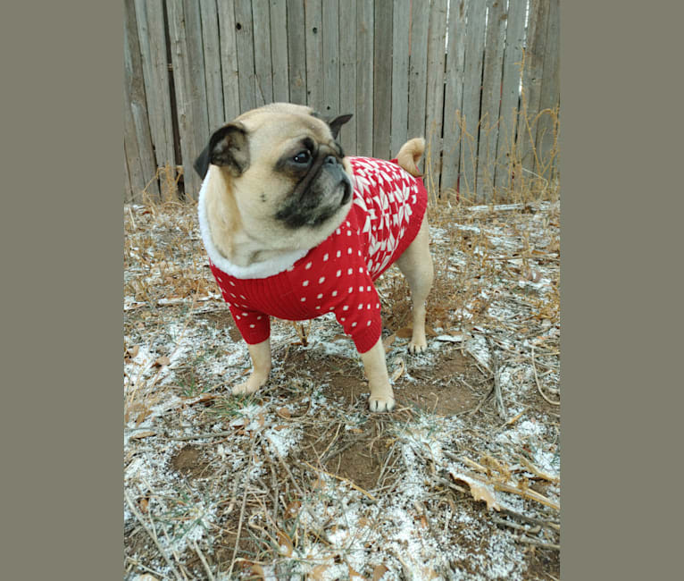 Photo of Holli, a Pug  in New Mexico, USA