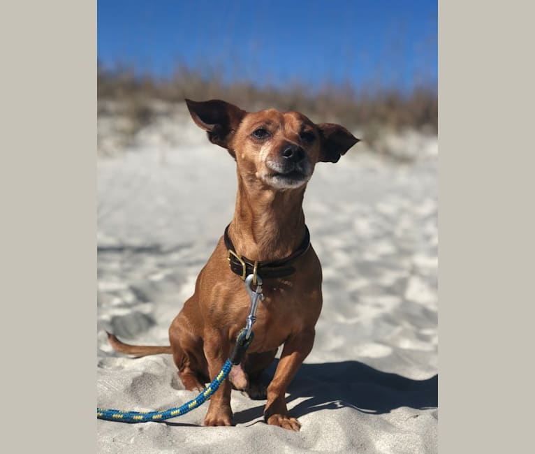 Buster, a Dachshund and Chihuahua mix tested with EmbarkVet.com