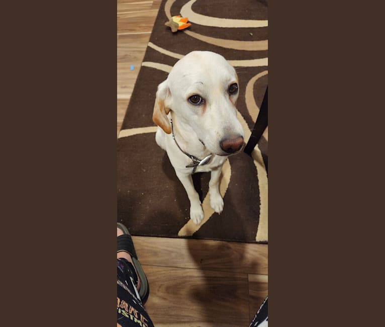 Tycho Brahe, the Space Cadet, a Beagle and Great Pyrenees mix tested with EmbarkVet.com