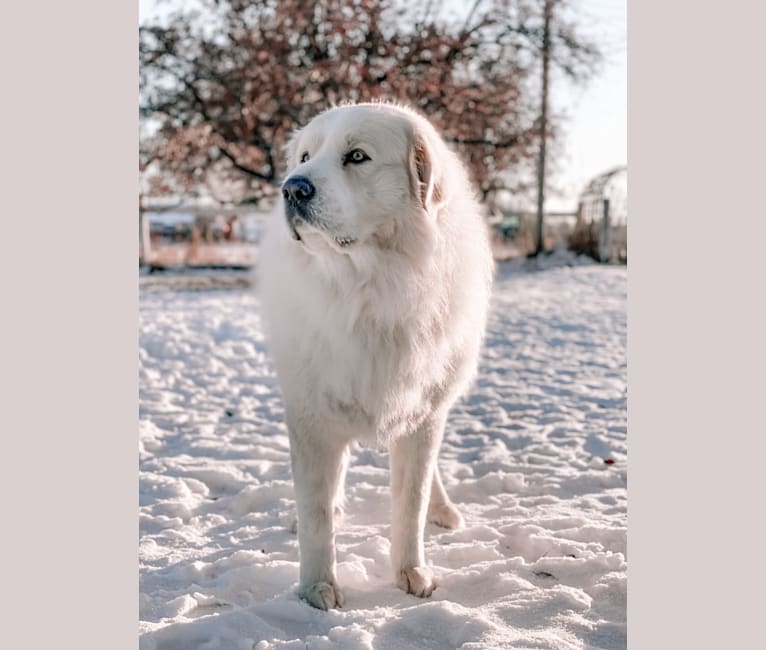 Easton, a Great Pyrenees tested with EmbarkVet.com