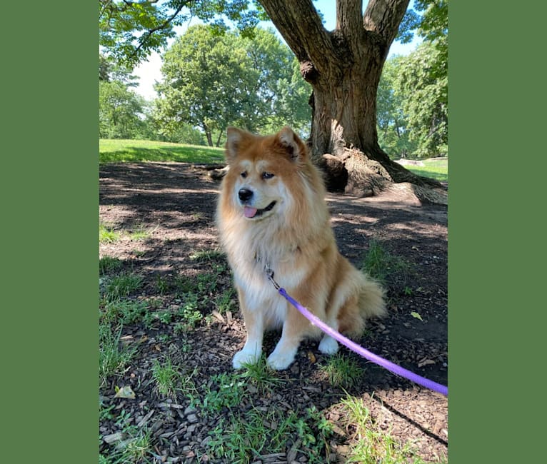 Photo of Samantha, a Chow Chow and Mixed mix in Birmingham, Alabama, USA