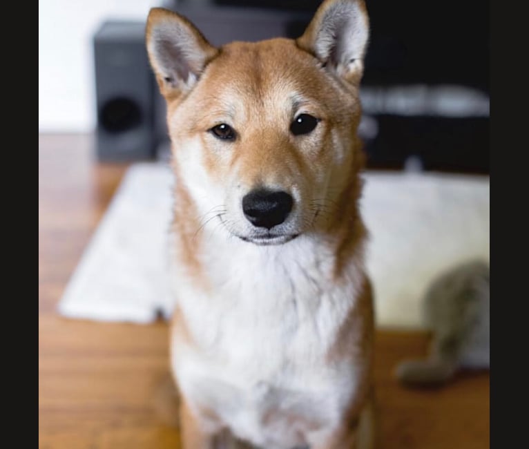 Embark Dog Dna Test Breed