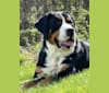 Nino, a Greater Swiss Mountain Dog tested with EmbarkVet.com