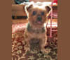 Photo of Buddy, a Yorkshire Terrier  in New York, New York, USA