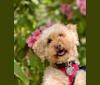 Renly, a Poodle (Small) and Lhasa Apso mix tested with EmbarkVet.com