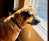 Taji, an Akita and American Pit Bull Terrier mix tested with EmbarkVet.com