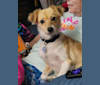 Peggy, a Chihuahua and Yorkshire Terrier mix tested with EmbarkVet.com