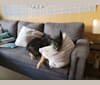 Lala, a German Shepherd Dog and Siberian Husky mix tested with EmbarkVet.com