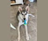 Davina, a Siberian Husky and Alaskan Malamute mix tested with EmbarkVet.com