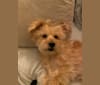 Photo of Buster, a Yorkshire Terrier, Coton de Tulear, and Bichon Frise mix in Ohio, USA
