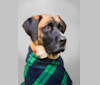 Photo of Friend, a Saint Bernard, German Shepherd Dog, and Mixed mix in Hudson, WI, USA
