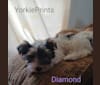 Diamond, a Yorkshire Terrier tested with EmbarkVet.com