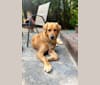 Arlo, a Rottweiler and German Shepherd Dog mix tested with EmbarkVet.com