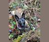 Tala, a Belgian Shepherd tested with EmbarkVet.com