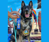 Logan, a German Shepherd Dog tested with EmbarkVet.com