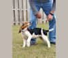 Lunatic, a Basset Hound and Boston Terrier mix tested with EmbarkVet.com
