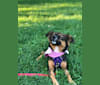Lola, an American Village Dog and Chihuahua mix tested with EmbarkVet.com