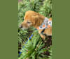 Keeper, a Golden Retriever and Catahoula Leopard Dog mix tested with EmbarkVet.com