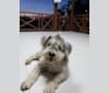 Shaggy, a Southeast Asian Village Dog tested with EmbarkVet.com
