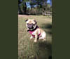 Lucy, a Pug tested with EmbarkVet.com
