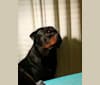 Photo of Marlo, a Rottweiler  in Auckland, Auckland, New Zealand