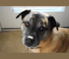 Photo of Theo, a Bulldog, Chow Chow, American Pit Bull Terrier, German Shepherd Dog, and Mixed mix in Charlotte, North Carolina, USA