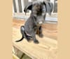 Photo of Kaya, a Weimaraner, Labrador Retriever, Boston Terrier, and Mixed mix in Dayton, Tennessee, USA