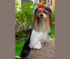 CAPO, a Biewer Terrier tested with EmbarkVet.com
