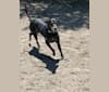 Noah, a Labrador Retriever and Australian Cattle Dog mix tested with EmbarkVet.com