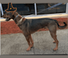 Milo, a Rottweiler and Golden Retriever mix tested with EmbarkVet.com