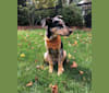 Zoey, a Labrador Retriever and German Shepherd Dog mix tested with EmbarkVet.com