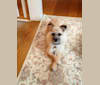 Koby, a Chihuahua and Lhasa Apso mix tested with EmbarkVet.com