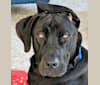 Philip Marvin Gay aka PHIL, a Great Dane and Chinese Shar-Pei mix tested with EmbarkVet.com