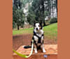 Kershaw, a Border Collie and Australian Cattle Dog mix tested with EmbarkVet.com