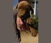 Kingston, a Weimaraner and Labrador Retriever mix tested with EmbarkVet.com