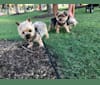 Teddy Bear, a Yorkshire Terrier tested with EmbarkVet.com