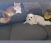 Photo of Serafin, a Chihuahua, Maltese, Lhasa Apso, Poodle (Small), and Mixed mix in Monrovia, California, USA