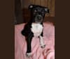 Photo of Lucy, an American Bully, Labrador Retriever, American Staffordshire Terrier, American Pit Bull Terrier, and German Shepherd Dog mix in Kansas, USA