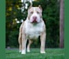 Reaper, an American Bully tested with EmbarkVet.com
