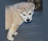 Ariel, an Alaskan Malamute and German Shepherd Dog mix tested with EmbarkVet.com